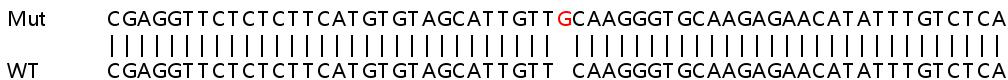 Sanger Sequencing - Human CBLL1 knockout HeLa cell lysate (AB258805)
