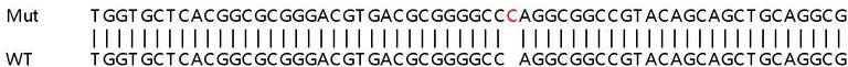 Sanger Sequencing - Human CBR1 knockout A549 cell lysate (AB257874)