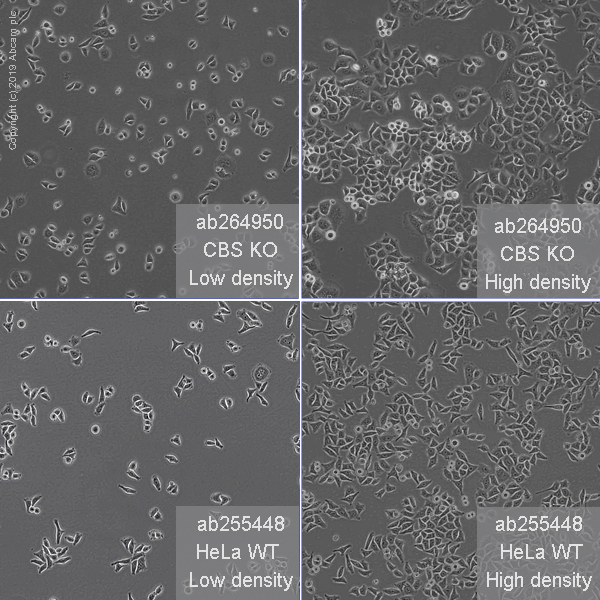 Cell Culture - Human CBS knockout HeLa cell line (AB264950), expandable thumbnail