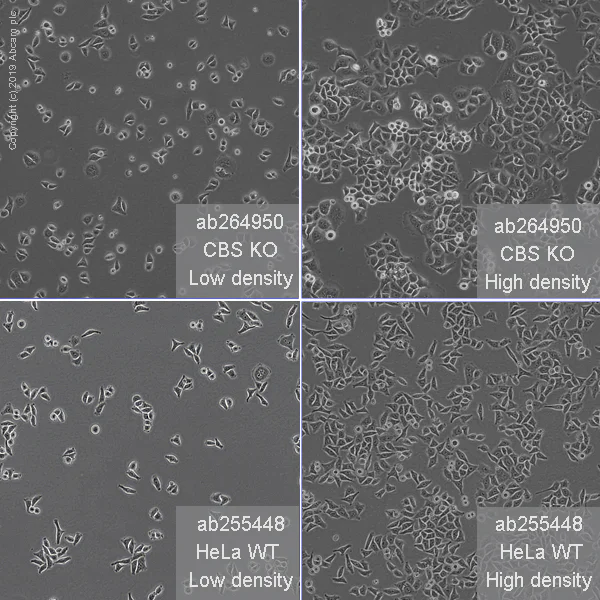 Cell Culture - Human CBS knockout HeLa cell line (AB264950)