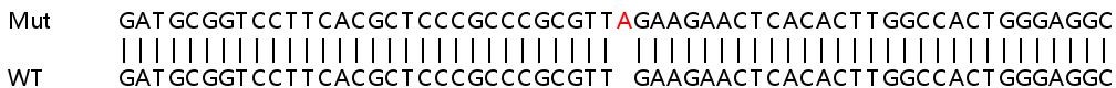 Sanger Sequencing - Human CBS knockout HeLa cell lysate (AB257203), expandable thumbnail