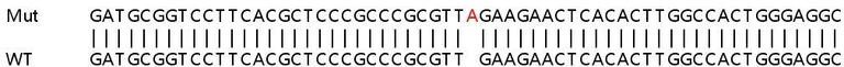 Sanger Sequencing - Human CBS knockout HeLa cell lysate (AB257203)