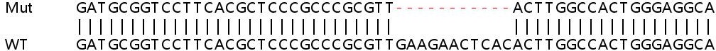 Sanger Sequencing - Human CBS knockout HeLa cell lysate (AB257203), expandable thumbnail