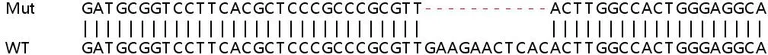Sanger Sequencing - Human CBS knockout HeLa cell lysate (AB257203)