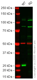 Western blot - Human CBX1 (HP1 beta) knockout HEK-293T cell lysate (AB257383)
