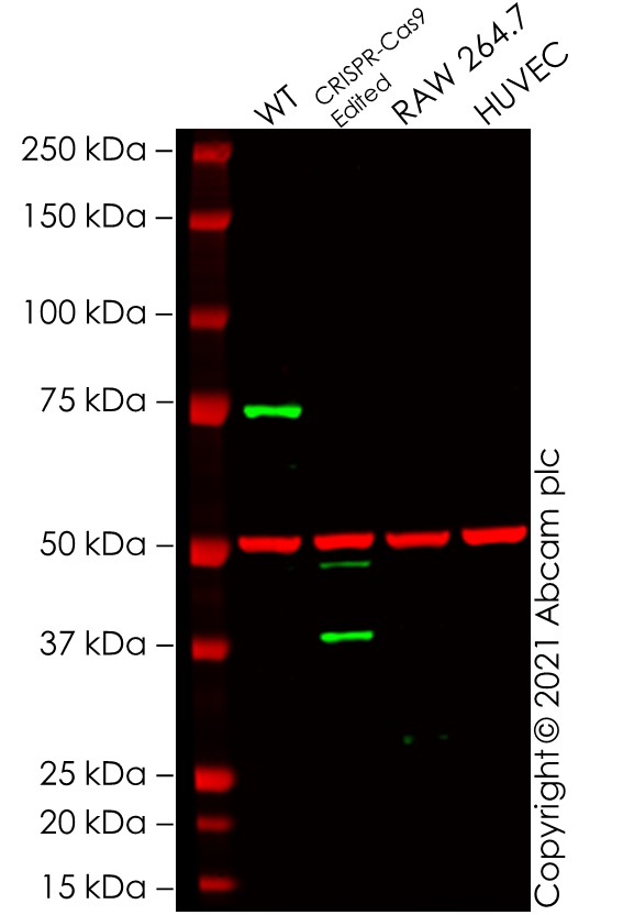 Western blot - Human CBX4 knockout HEK-293 cell line (AB261723), expandable thumbnail