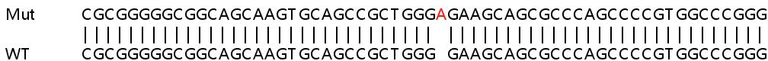 Sanger Sequencing - Human CCDC137 (CC137) knockout HeLa cell lysate (AB263137)
