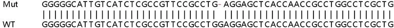 Sanger Sequencing - Human CCDC6 knockout HeLa cell lysate (AB258806)