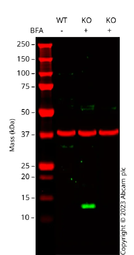 Western blot - Human CCL2 (MCP1) knockout A549 cell line (AB270478)