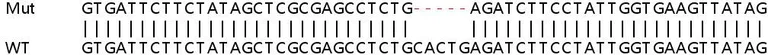 Sanger Sequencing - Human CCL2 (MCP1) knockout HeLa cell line (AB255372)