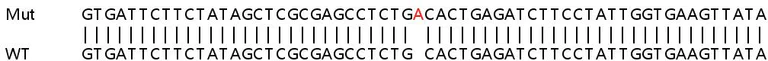 Sanger Sequencing - Human CCL2 (MCP1) knockout HeLa cell line (AB255372)