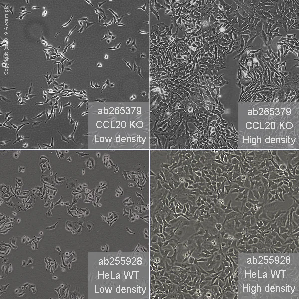 Cell Culture - Human CCL20 (Macrophage Inflammatory Protein 3 alpha) knockout HeLa cell line (AB265379)