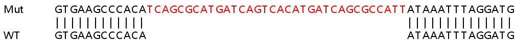 Sanger Sequencing - Human CCL20 (Macrophage Inflammatory Protein 3 alpha) knockout HeLa cell lysate (AB257120), expandable thumbnail