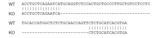 Sanger Sequencing - Human CCL3 (Macrophage Inflammatory Protein 1) knockout THP-1 cell line (AB273760)