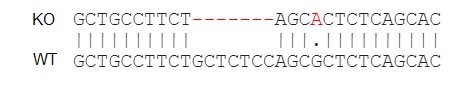 Next Generation Sequencing - Human CCL4 knockout THP-1 cell lysate (AB275512), expandable thumbnail