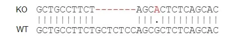 Next Generation Sequencing - Human CCL4 knockout THP-1 cell lysate (AB275512)