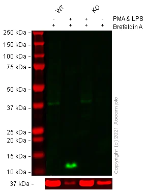 Western blot - Human CCL4 knockout THP-1 cell lysate (AB275512)