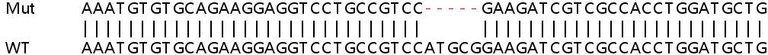 Sanger Sequencing - Human CCND1 (Cyclin D1) knockout HeLa cell line (AB255348)