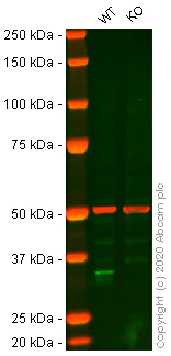 Western blot - Human CCND1 (Cyclin D1) knockout HeLa cell line (AB261760)