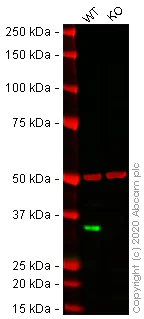 Western blot - Human CCND1 (Cyclin D1) knockout HeLa cell lysate (AB256864)