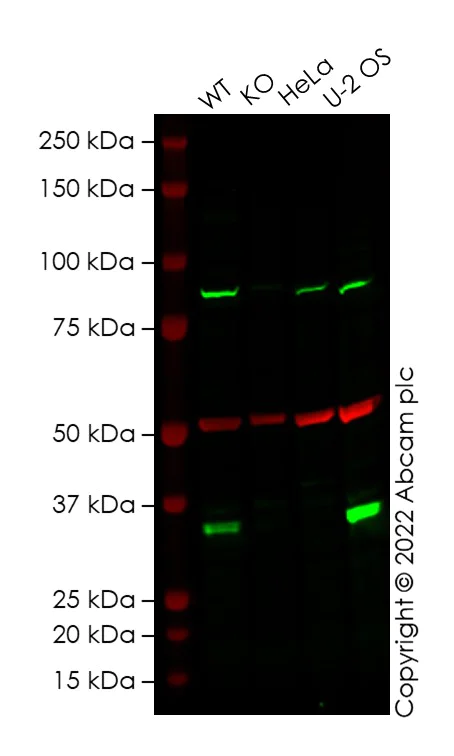 Western blot - Human CCND2 (Cyclin D2) knockout HEK-293T cell line (AB267318)