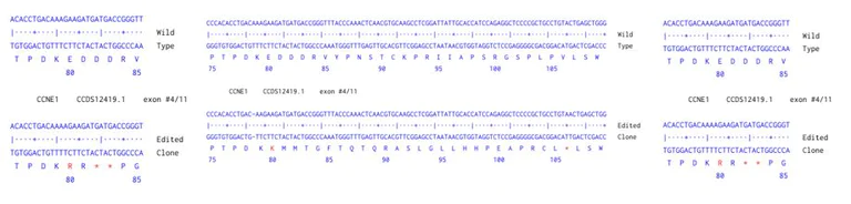 Next Generation Sequencing - Human CCNE1 knockout HCT116 cell line (AB286494)