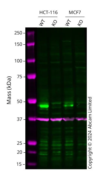 Western blot - Human CCNE1 knockout HCT116 cell line (AB286494)