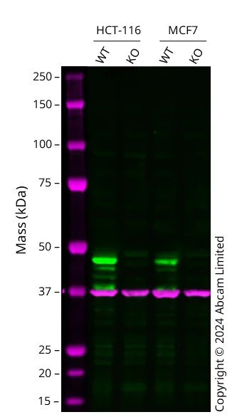 Western blot - Human CCNE1 knockout HCT116 cell line (AB286494)