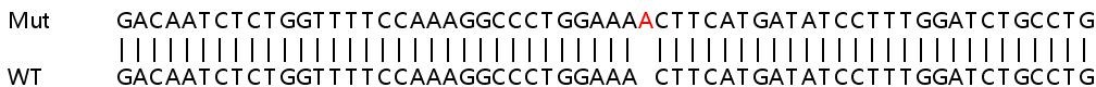 Sanger Sequencing - Human CCNI (Cyclin) knockout HEK-293T cell lysate (AB258344), expandable thumbnail