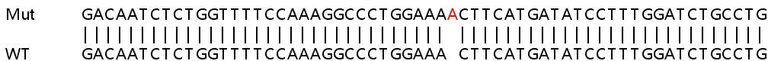 Sanger Sequencing - Human CCNI (Cyclin) knockout HEK-293T cell lysate (AB258344)