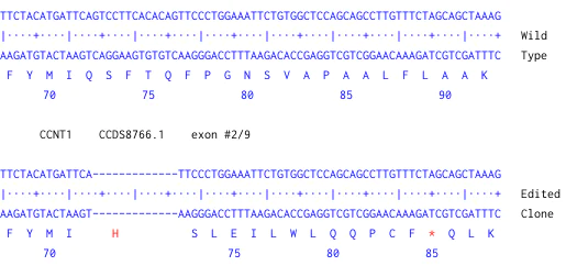 Next Generation Sequencing - Human CCNT1 knockout HeLa cell line (AB262524)