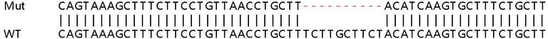 Sanger Sequencing - Human CCP110 (CP110) knockout HEK-293T cell lysate (AB258345)