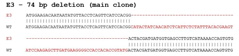 Sanger Sequencing - Human CCR2 knockout THP-1 cell lysate (AB275511)