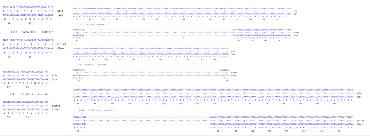 Next Generation Sequencing - Human CCR3 knockout A549 cell line (AB288935), expandable thumbnail