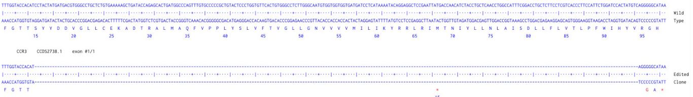 Next Generation Sequencing - Human CCR3 knockout HCT116 cell line (AB289162), expandable thumbnail