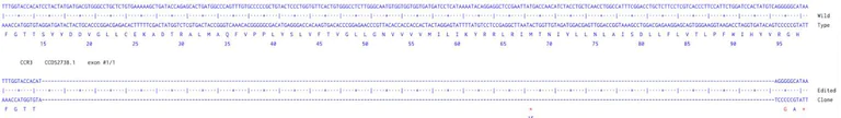 Next Generation Sequencing - Human CCR3 knockout HCT116 cell line (AB289162)