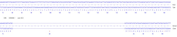 Human CCR6 knockout A549 cell line
