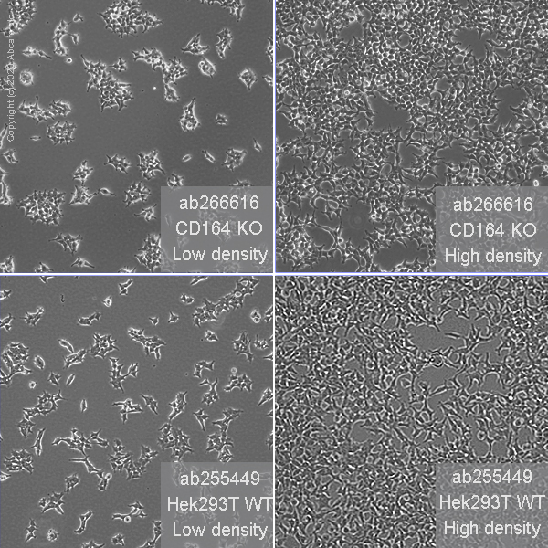 Human CD164 knockout HEK-293T cell line (ab266616) | Abcam