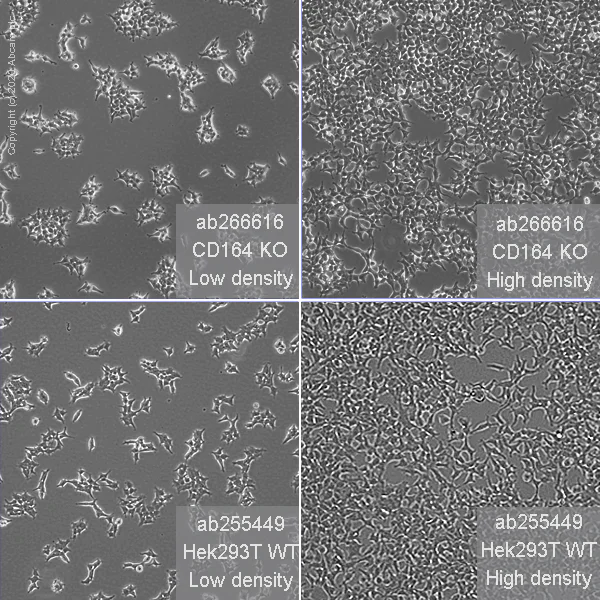 Cell Culture - Human CD164 knockout HEK-293T cell line (AB266616)