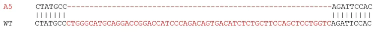 Sanger Sequencing - Human CD167a/DDR1 knockout MCF7 cell line (AB280048)