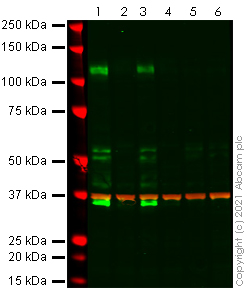 Human CD167a/DDR1 knockout MCF7 cell lysate