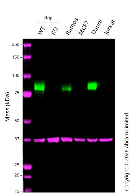 Western blot - Human CD19 knockout Raji cell line (AB274913)