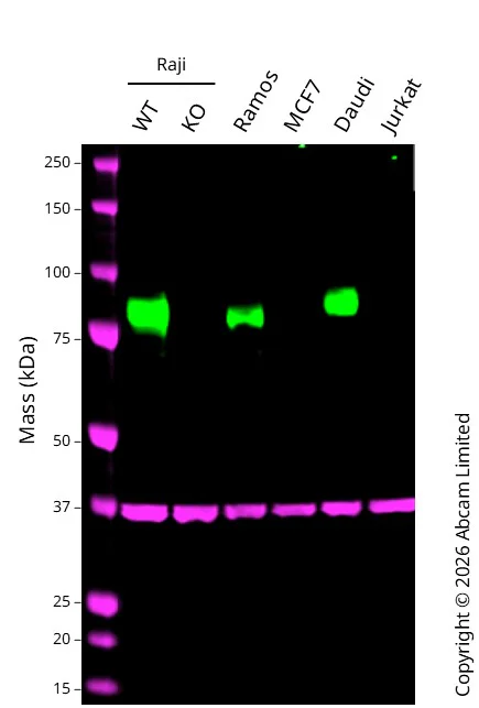 Western blot - Human CD19 knockout Raji cell line (AB274913)