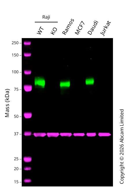 Western blot - Human CD19 knockout Raji cell line (AB274913)