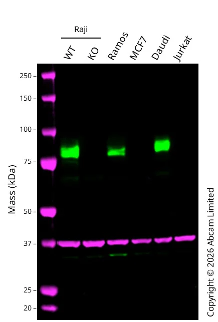 Western blot - Human CD19 knockout Raji cell line (AB274913)