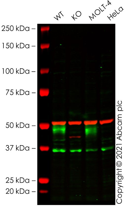 Human CD1A knockout Jurkat cell lysate