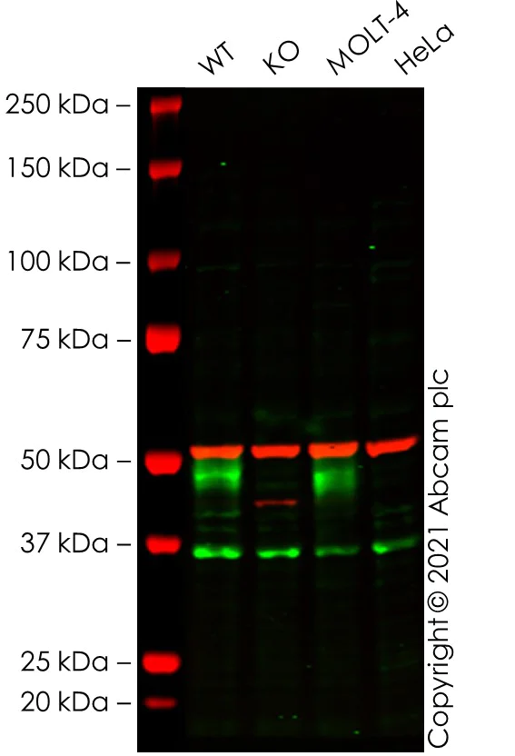 Western blot - Human CD1A knockout Jurkat cell lysate (AB274984)