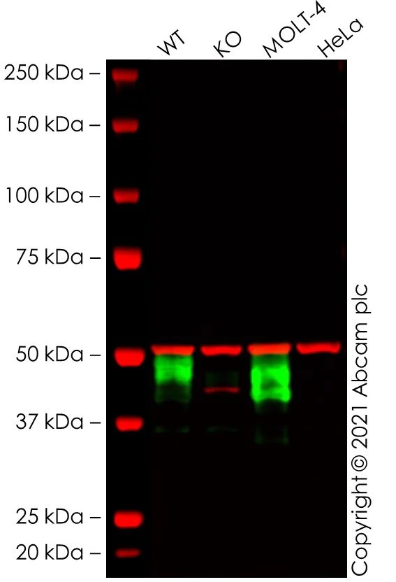 Western blot - Human CD1A knockout Jurkat cell lysate (AB274984)