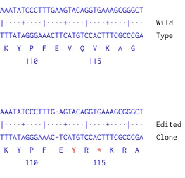 Next Generation Sequencing - Human CD1C knockout Jurkat cell line (AB273867)