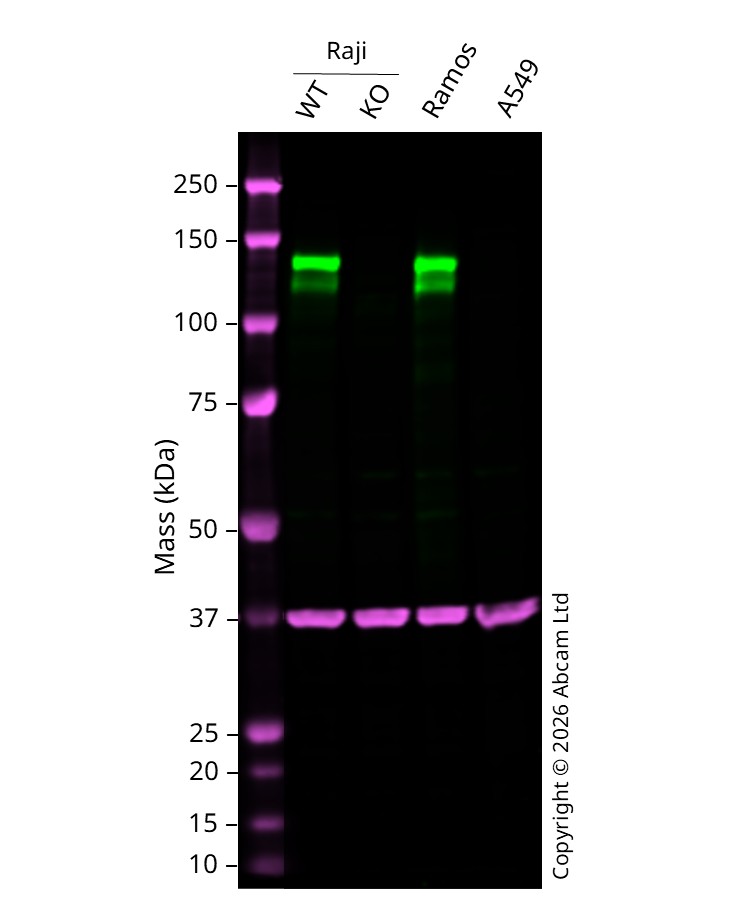 Western blot - Human CD22 knockout Raji cell line (AB277160)